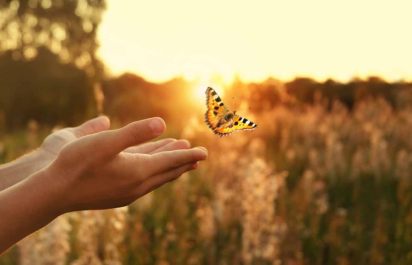 butterfly nature based therapy