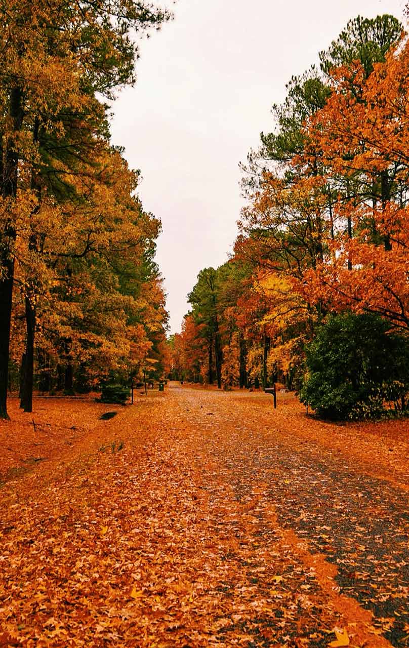 fall trees maine